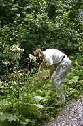 Tom (Paul) picking blackberries