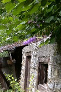 Hanging purple 'somethings'