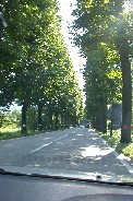 Tree-lined road near Feltre Tree-lined road near Feltre