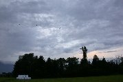 Swarming birds over fields near Vaduz Hostel