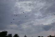 And more birds