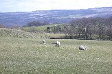 Ewes and lambs north of hostel