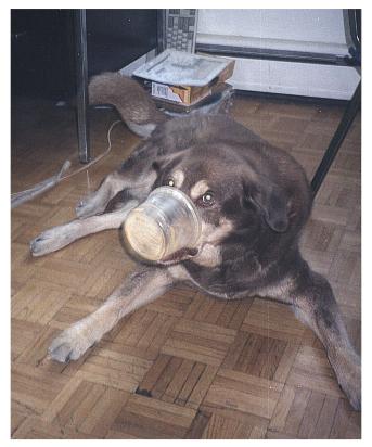 Peanut butter - Yum!
