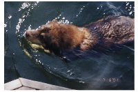 No! Not a Beaver. It's a Moose!