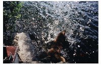 'And he's in!'