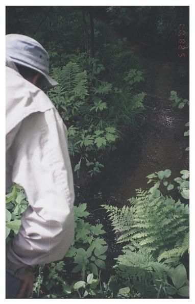 There's a stream with fish down there