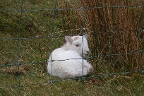 Young lamb in the Wales highlands