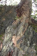 Root against shale