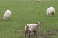 Appaloosa Lamb?