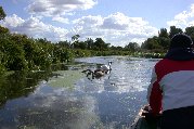 David pauses to admire another swan family