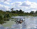 Swan family close-up