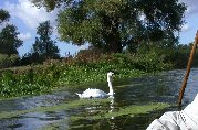 Swan parent from previous family