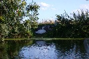 Swans at rest