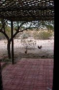 Two of Bonnie's chickens free range in our yard Two of Bonnie's chickens free range in our yard