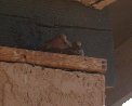 2nd dove family in favorite nesting spot 2nd dove family in favorite nesting spot