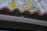 Dove nesting in rain gutter Dove nesting in rain gutter