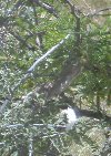 2 Ground Squirrels in the bush; one traversing to adjacent tree 2 Ground Squirrels in the bush; one traversing to adjacent tree