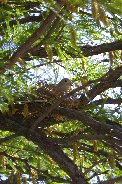 Dove nesting in mesquite on West side of house Dove nesting in mesquite on West side of house