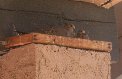 Same 2nd or 3rd dove family in favorite nesting spot? Same 2nd or 3rd dove family in favorite nesting spot?