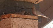 2nd dove adult arrives 2nd dove adult arrives