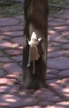 Up he goes Up he goes