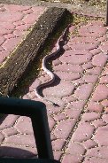 Red snake caught our attention Red snake caught our attention