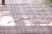 Can snakes scamper? Can snakes scamper?