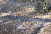 Red snake seeking cover Red snake seeking cover