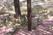 The rabbit at left sure appears to be looking at camera The rabbit at left sure appears to be looking at camera