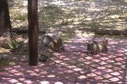 Rabbit on left appears to have something in mind Rabbit on left appears to have something in mind