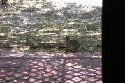 Jumping rabbit lands; charger exited right Jumping rabbit lands; charger exited right