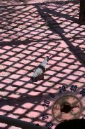 Gambil's Quail on back patio Gambil's Quail on back patio