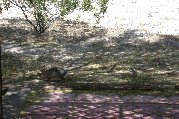 How aware is this ground squirrel of the rabbit? How aware is this ground squirrel of the rabbit?