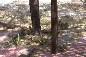 2 rabbits & a ground squirrel enjoy ground pickings under mesquite 2 rabbits & a ground squirrel enjoy ground pickings under mesquite