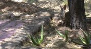 Ground squirrel takes off. Is rabbit aware? Ground squirrel takes off. Is rabbit aware?