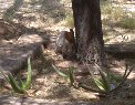 It sure looks like this rabbit takes notice as ground squirrel races by It sure looks like this rabbit takes notice as ground squirrel races by