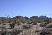 Ocotillos on our walk Ocotillos on our walk