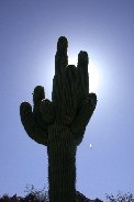 Shadow of saguaro makes contrail visible Shadow of saguaro makes contrail visible