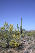 Saguaros in westward view Saguaros in westward view