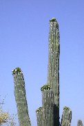 Buds aplenty and few blooms on this saguaro Buds aplenty and few blooms on this saguaro