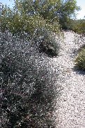 Another wildflowr bush along wash