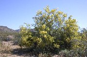 Palo verde in full bloom Palo verde in full bloom