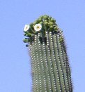 Saguaro buds & blooms closer-up Saguaro buds & blooms closer-up