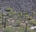 Fence line barely visible