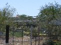 Some of neighbor's interesting low water usage plants