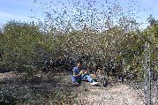 Paul tackles pruning his first paloverde