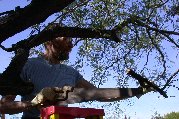 Hand sawing limbs really uses muscles