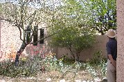 Overgrown cassia reaches for sun and overshadows neighbors Overgrown cassia reaches for sun and overshadows neighbors