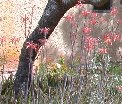 Blooms of Humming-Bird Bush beyond those of aloe vera