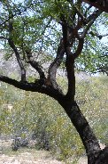 Dove in mesquite